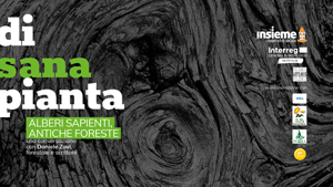 ALBERI SAPIENTI, ANTICHE FORESTE  - DI SANA PIANTA