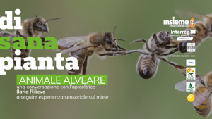 ANIMALE ALVEARE  - DI SANA PIANTA