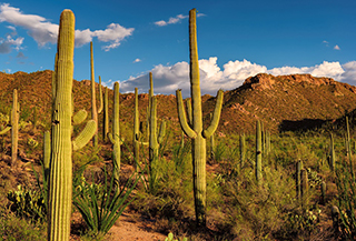 CACTUS | PROGETTI SPINOSI  - ATTIVITÀ OSPITI